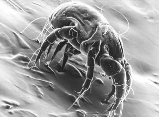 dust-mite.jpg