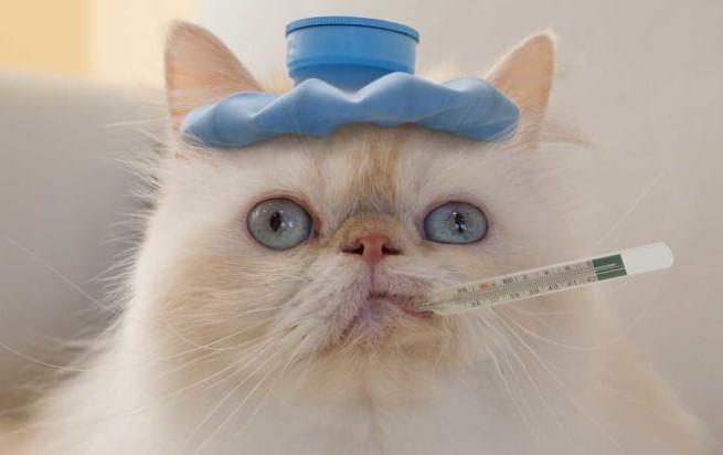 sick-cat-5.jpg